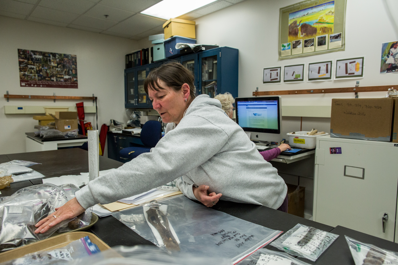 UTQIAGVIK, ALASKA - MONDAY, SEPTEMBER 21, 2017: Anne Jensen, Arctic Anthropologist and Archaeologist with UIC Sciences in Utqiaġvik, looks over some of the artifacts recovered by her team earlier that year at the Walakpa site. Photo: Ash Adams for Gizmodo